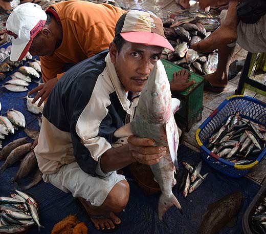 UC Davis researchers found plastic and fibrous debris in 25 percent of the fish sold in Indonesian and California markets. 