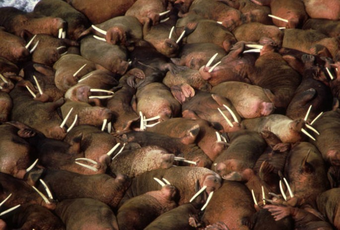 Walrus herd.