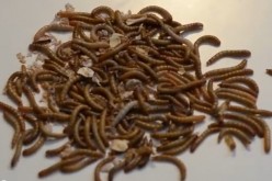 Plastic degradation by mealworms rested on their powerful gut bacteria, a recent study uncovered.