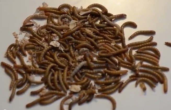 Plastic degradation by mealworms rested on their powerful gut bacteria, a recent study uncovered.