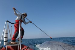 Ari Friedlaender of Oregon State University tags a blue whale. Image collected under NOAA Fisheries permit.