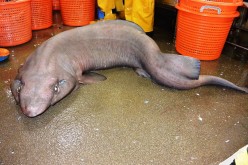 The rare sofa shark has been spotted again in Scotland waters after 10 years. 