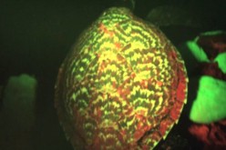 This hawksbill sea turtle in Solomon Islands is the first turtle that possesses biofluorescence.