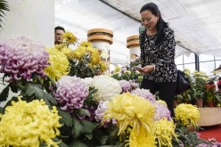 A visitor takes photos of chrysanthemums.