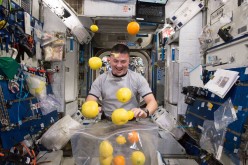 NASA astronaut Kjell Lindgren corrals the supply of fresh fruit that arrived on the Kounotori 5 H-II Transfer Vehicle (HTV-5.)