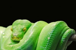 Even if snakes are limbless, they still possess the genome for growing limbs to develop external genitalia.