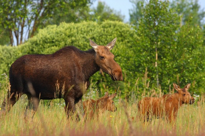 A family of moose roams free in the Chernobyl Exclusion Zone.