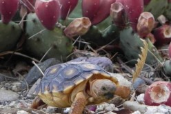 The USFWS no longer lists the Sonoran desert tortoise as a candidate for protection under the Endangered Species Act.