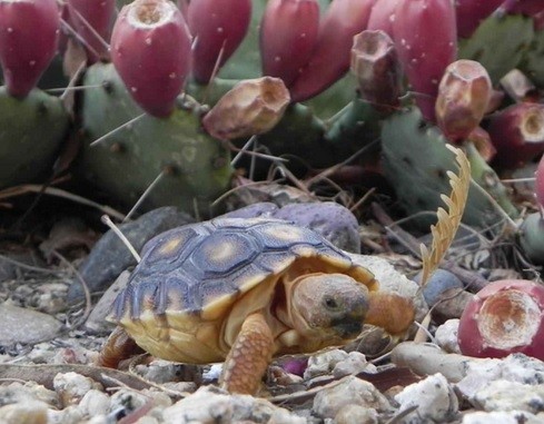The USFWS no longer lists the Sonoran desert tortoise as a candidate for protection under the Endangered Species Act.