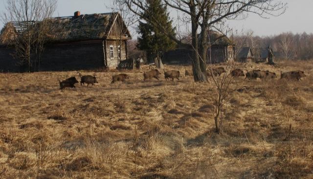 Wild boar are seen in the former village in the Chernobyl exclusion zone. 