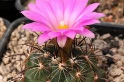 The Coryphantha ramillosa is a rare cactus species listed as endangered.