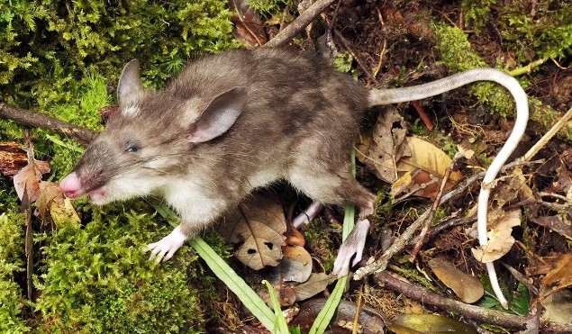 A new species of mammal called the hog-nosed rat is found in Sulawesi island, Indonesia.