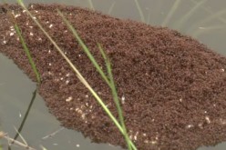 Video recorded by WSAV photojournalist Chris Murray shows what appears to be a floating island of fire ants on top of the water in Dorchester County, South Carolina.