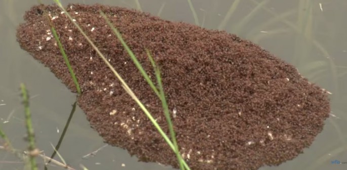 Video recorded by WSAV photojournalist Chris Murray shows what appears to be a floating island of fire ants on top of the water in Dorchester County, South Carolina.
