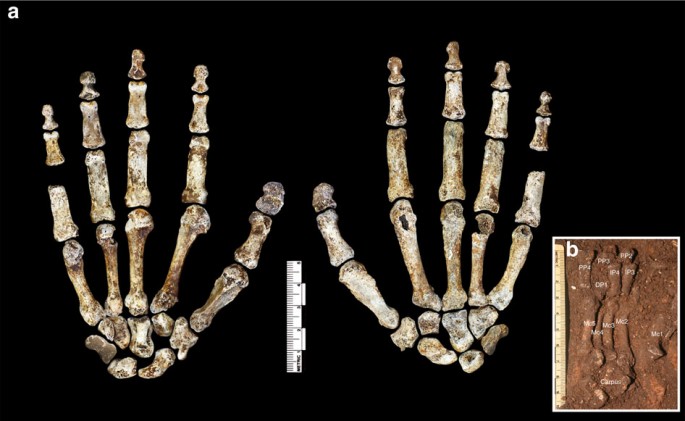 Homo naledi's hands and feet bones had similar features with modern humans too.