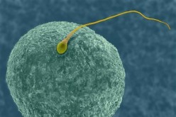 Sperm Fertilizing Egg