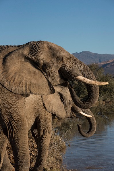Two African elephants drink water in a reservoir in the Inverdoorn Game Reserve.