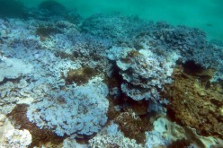 Extensive stand of severely bleached coral at Lisianski Island in Papahanaumokuakea Marine National Monument (Hawaii) documented during an August 2014 NOAA research mission. 