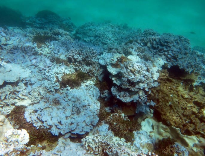Extensive stand of severely bleached coral at Lisianski Island in Papahanaumokuakea Marine National Monument (Hawaii) documented during an August 2014 NOAA research mission. 