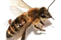 A zombie fly called Apocephalus borealis lays eggs inside a honeybee.