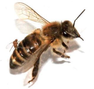A zombie fly called Apocephalus borealis lays eggs inside a honeybee.