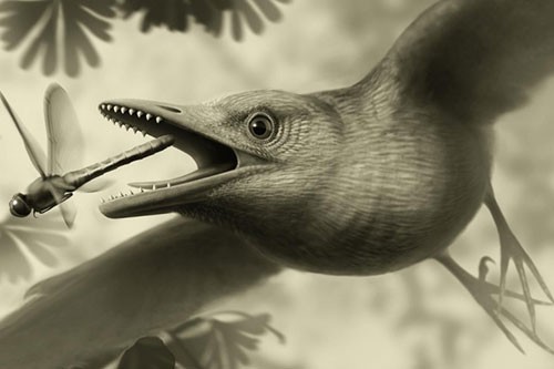 A reconstruction of how the bird might have looked, based on current evidence