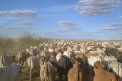 Boyalife is currently focusing on cloning cattle to produce beef.