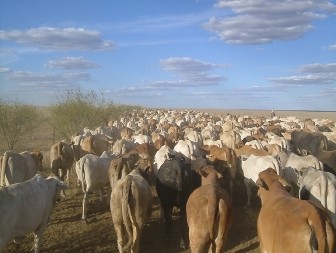 Boyalife is currently focusing on cloning cattle to produce beef.