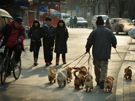 Among pet animals, dogs are popular among pet owners, accounting for 62 percent of the total pet population in China.