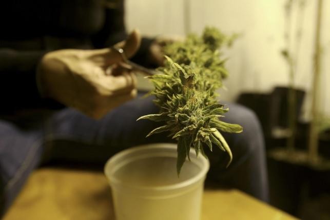 Homegrown Marijuana Plant 