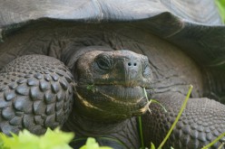New tortoise species on Santa Cruz, Galápagos Islands