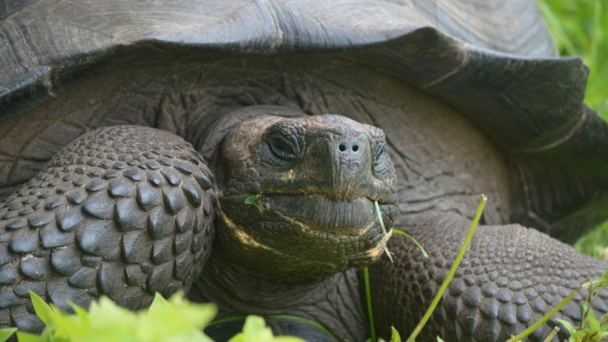 New tortoise species on Santa Cruz, Galápagos Islands