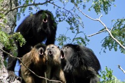 A chorus of howler monkeys of the species Alouatta caraya.
