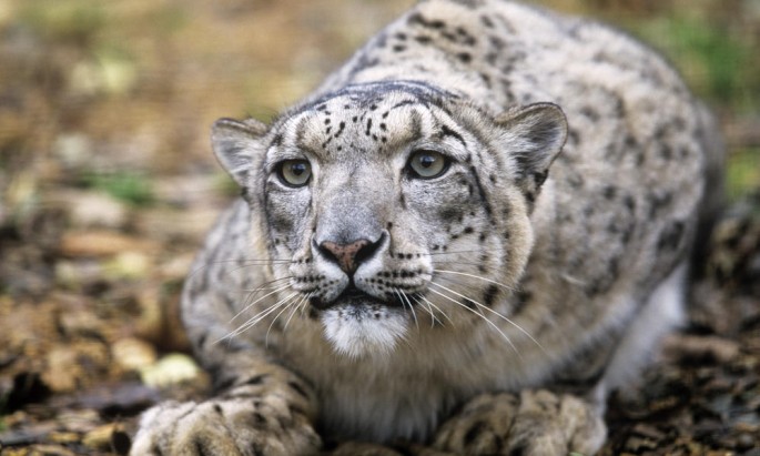 There are only 4,000 snow leopards left in the Himalayas.