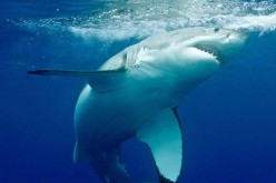 The great white shark (Carcharodon carcharias), also known as the great white, white pointer, white shark, or white death, is a species of large lamniform shark which can be found in the coastal surface waters of all the major oceans. 
