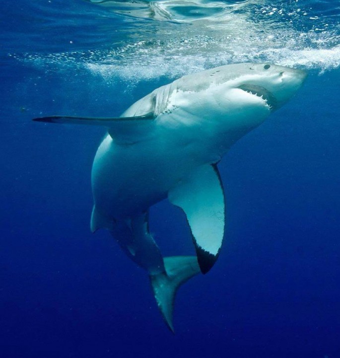 The great white shark (Carcharodon carcharias), also known as the great white, white pointer, white shark, or white death, is a species of large lamniform shark which can be found in the coastal surface waters of all the major oceans. 