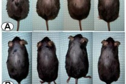 Drug-Treated Bald Mice