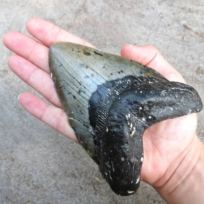 Megaladon shark tooth found along the beaches of North Carolina.
