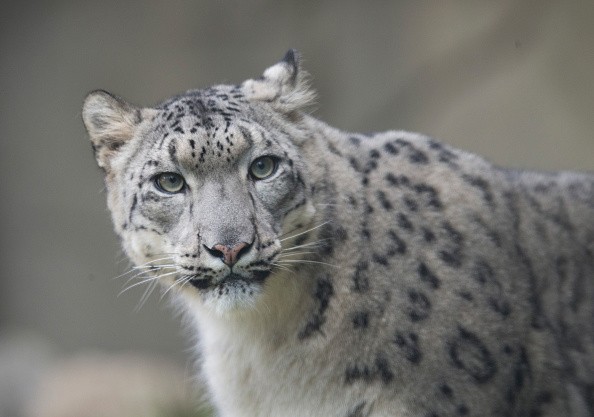 Sarani, a female snow leopard, is presented before her four-month-old cubs were introduced to the public at the Brookfield Zoo on October 7, 2015 in Brookfield, Illinois.