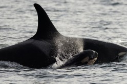 A baby orca known as J53 was born into the J Pod, spotted near San Juan Island last October 24.