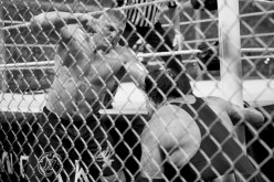 Brock Lesnar vs The Undertaker at Hell in a Cell