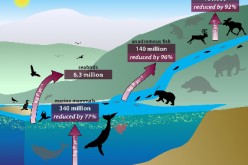 This diagram shows an interlinked system of animals that carry nutrients from ocean depths to deep inland — through their poop, urine, and, upon death, decomposing bodies. Here, the red arrows show the estimated amounts of phosphorus and other nutrients t