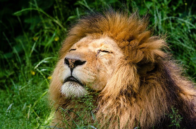 A new study predicts how African lion populations will be cut in half in 20 years.