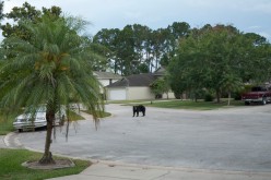 A black bear in a neighborhood of Daytona Beach, Florida, last year 