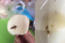 A cockroach in a steamed bun and two aphids from a vinegar container as captured by two separate customers in two different branches of Qingfeng.