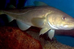 For centuries, Atlantic cod was a mainstay of New England's fishing economy.Warming waters are now contributing to fewer spawning cod and a declining fish population