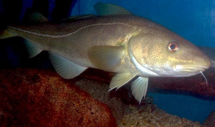 For centuries, Atlantic cod was a mainstay of New England's fishing economy.Warming waters are now contributing to fewer spawning cod and a declining fish population