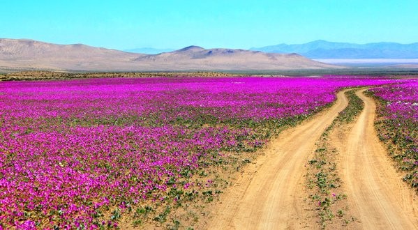 Malva flowers grow on the Atacama Desert every five to seven years.