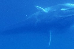So little is known about Omura's whales that scientists are unsure how many exist or how rare the species is. To date, the team has catalogued approximately 25 individuals through photographic identifications.