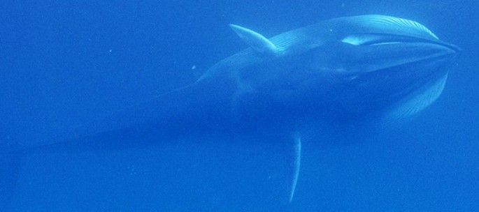 So little is known about Omura's whales that scientists are unsure how many exist or how rare the species is. To date, the team has catalogued approximately 25 individuals through photographic identifications.
